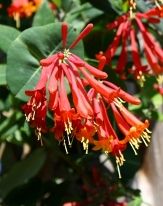 Hummingbird Plants copyright � almostedenplants.com